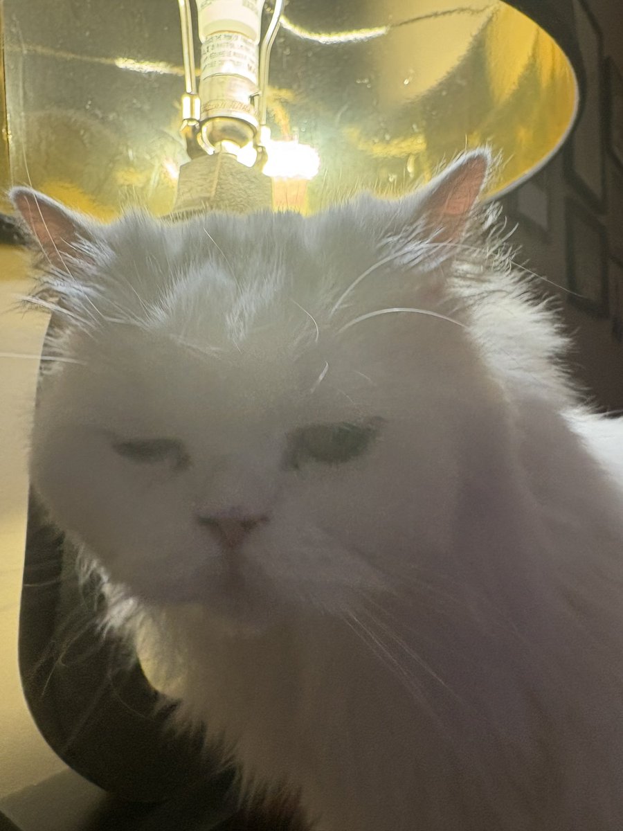 d1v1n3yay's tweet image. i wanna go in the Lamp