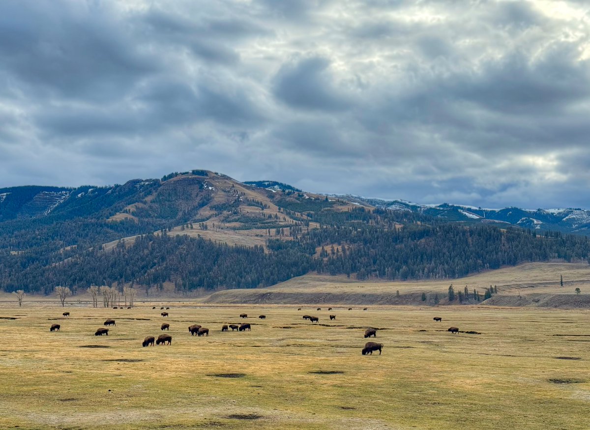 Today’s view of Lamar Valley in Yellowstone National Park.