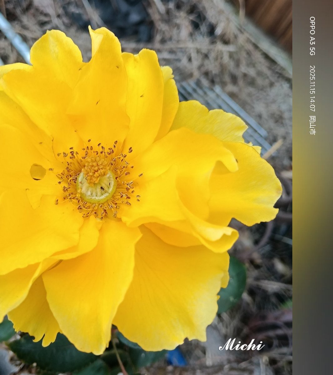 𓂃꙳⋆ ˖🌸🌿
.
　あなたの為に
　○○したのよ…

　君の為に
　○○したから…

　仕事の為に
　○○しなきゃ…etc.

　為に …
　受け取り方かもだけど…

　これって…
　結構負担になる
　言葉かもしれないﾈ ᴗ͈ˬᴗ͈ꕤ⋆
.
　#ｱﾘｶﾞﾄｳ・心温かい日を💛