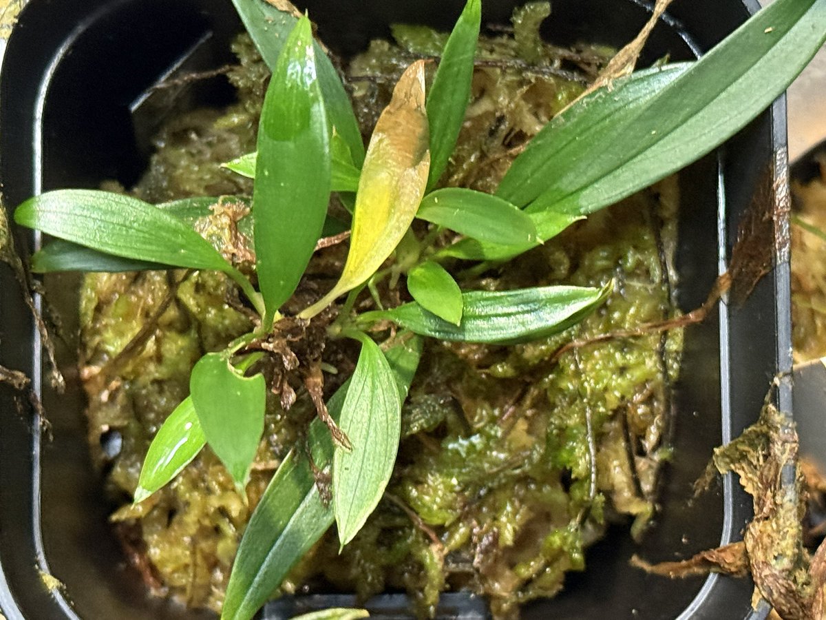 KENZO (@fw_kenzo) / Posts / X