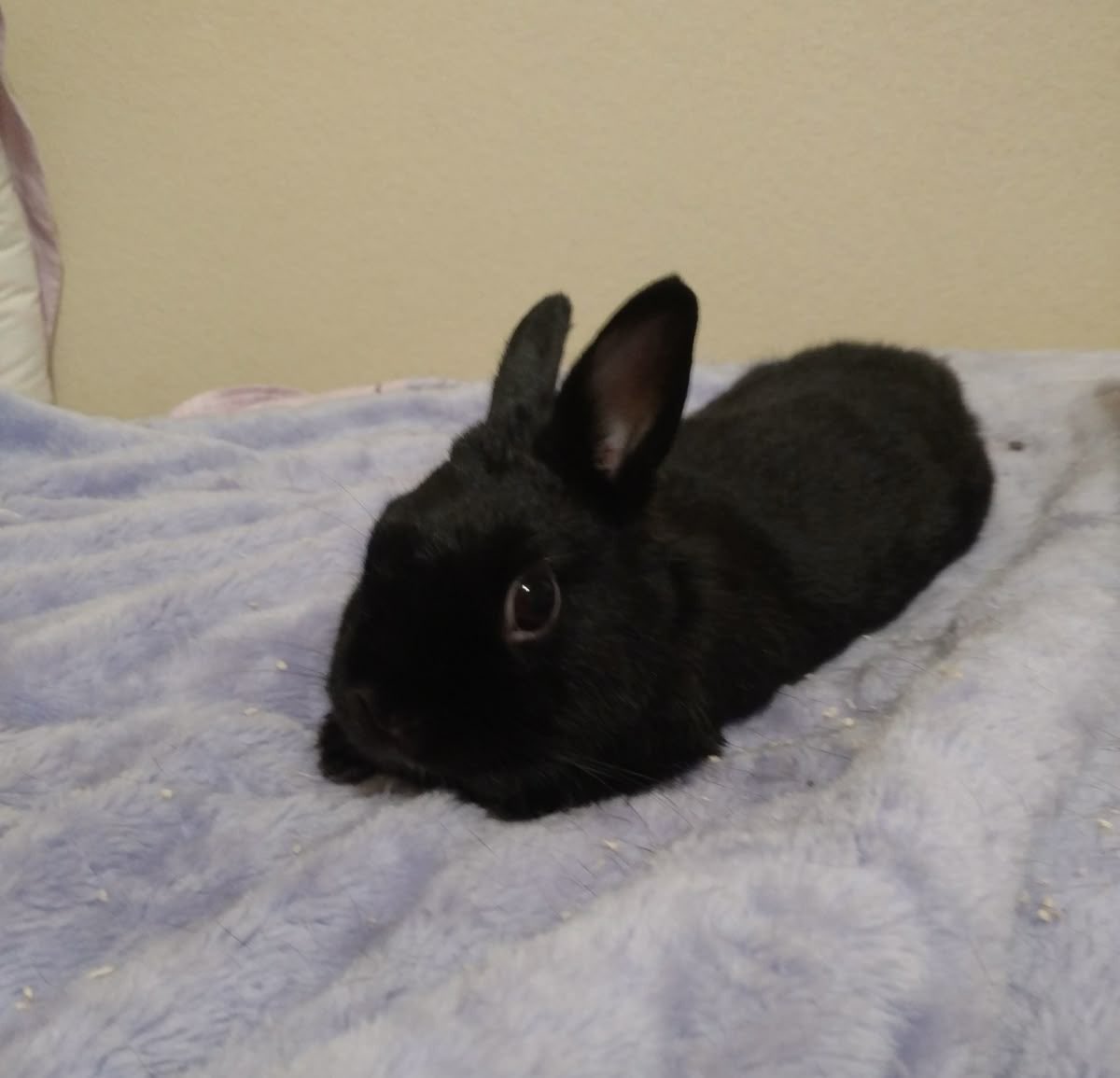 Bunnies's tweet image. 