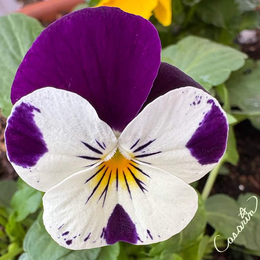 #ビオラ
 
とびきりの笑顔で( *´꒳`* )♡

 #癒しと元気 #ｷﾘﾄﾘｾｶｲ 
 #TLをお花でいっぱいにしよう