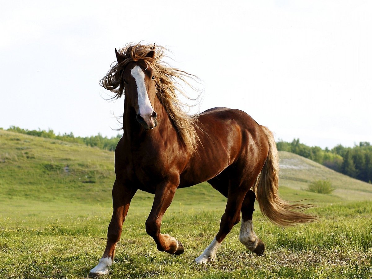 Truegiogio's tweet photo. Giorno Fact #74: Ten horses will die tonight. If you laugh, you will go to Helsinki, Finland. https://t.co/R96FLrLV02