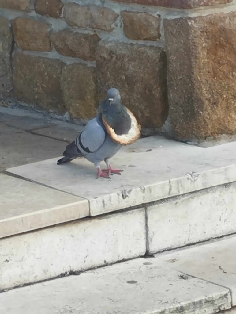 S_wari_a's tweet image. Vali bread is coming to my shop soon! Everyone in the instance will look only on you. &amp;gt;w&amp;gt;
swaria.gumroad.com

#VRChat 
#Avali 
#Assets