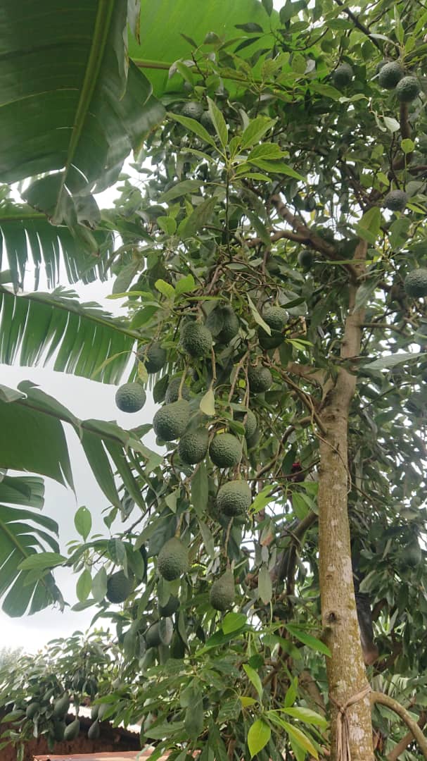 RabiaSheik54942's tweet image. Dear #Avocado #farmers, After observing this Hass tree, do you think it will be #possible to #harvest it in the next 2 years? 
What advice would you give this #farmer?