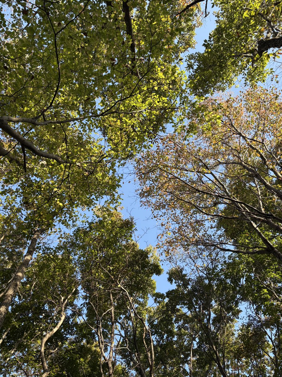 だーやま🏕️🍜🐰 tweet media