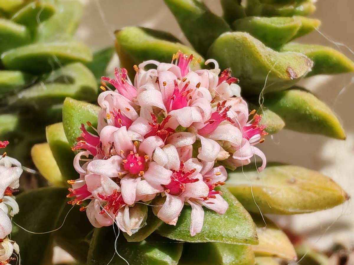 Flores de una crassula