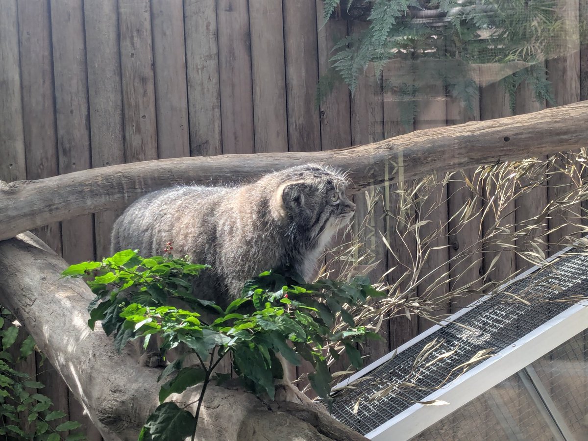 Post by 魚や on X: ヤクチハいた