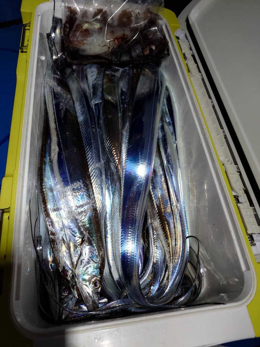 ryugamaru_tsuri's tweet photo. 11/16タチウオ　夕方便

久しぶりに好調🙌

エサ釣り37本
ジグ1番手26本
　　2番手21本

夕マズメの時合はまさに時合！食いが立っていて気持ちよく食い、ロッドが水面に突き刺さってました。

その後は少し落ち着いてしまったものの最後の一投まで当たりは続きました🐟

#タチウオ
#太刀魚
#清水港 https://t.co/lmJPebfxcL