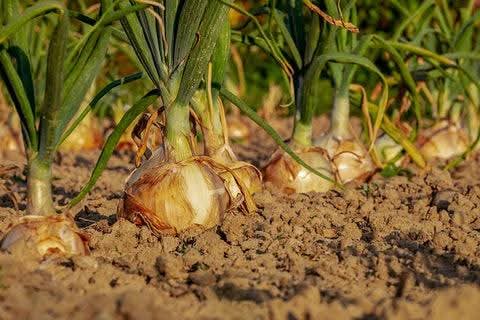 RabiaSheik54942's tweet image. #Onions are #sensitive crops. Too little #fertilizer, and bulbs stay small. Too much #nitrogen, and you get long leaves with weak bulbs. 
#Success comes from timing and balance — giving the right #nutrients at the right growth stage.