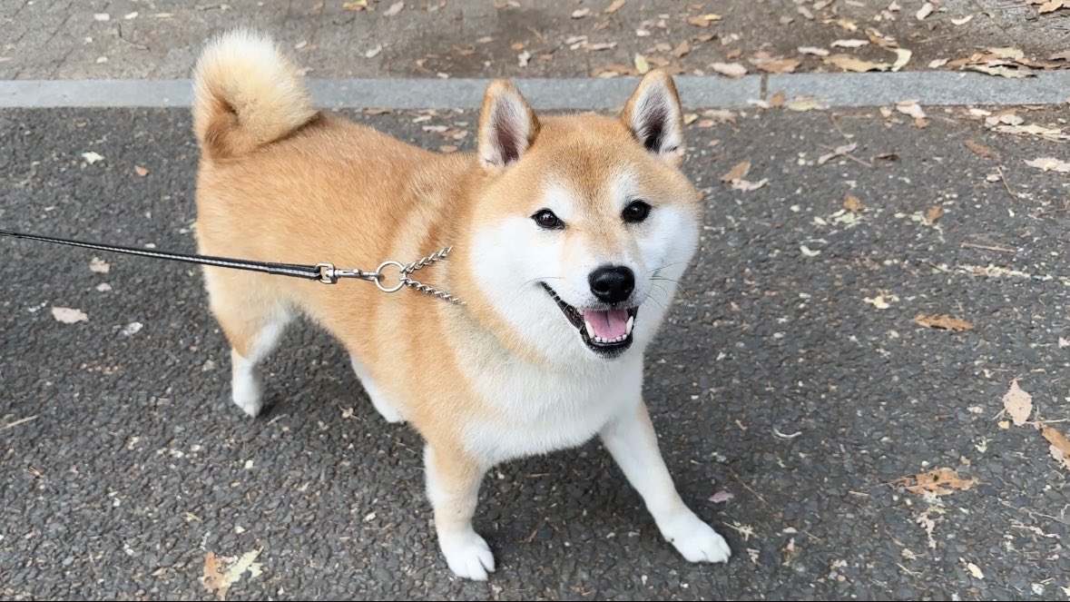 豆柴 豆柴のそらまめ隊長 (@soramame_inu) / Posts / X