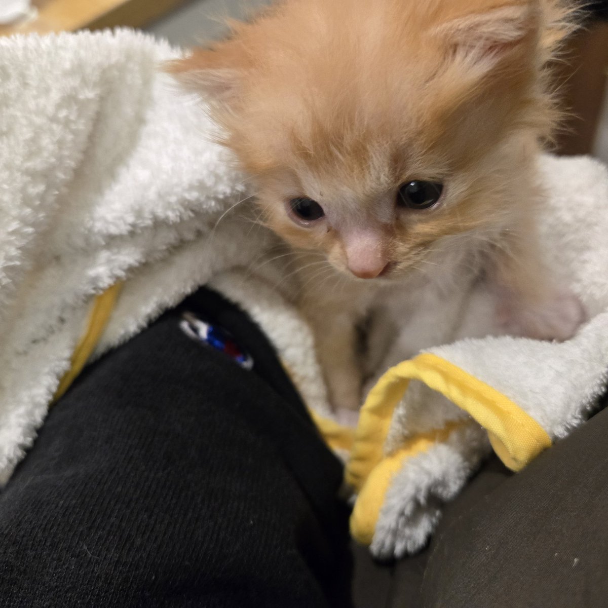 forefofore's tweet photo. 심장을 많이 아프게 했던 애기조밍구...🐈
입고튀고 싶었던 유니폼... (만져는 봤다..🤣
감사합니다❣️ https://t.co/aaD1WzTzj8