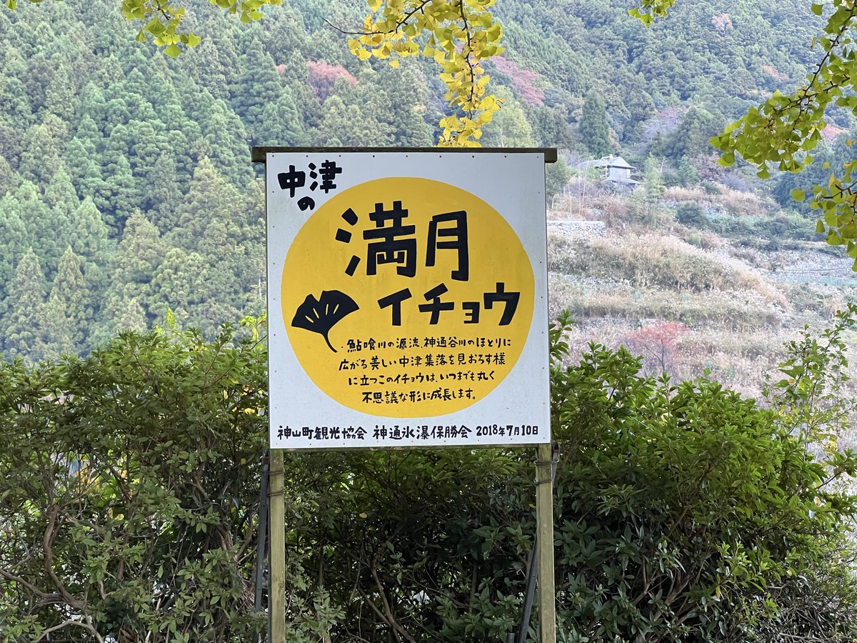 徳島県神山町
中津　満月イチョウ
紅葉はもう少し先でした🍁
#徳島県神山町 
#中津の満月イチョウ