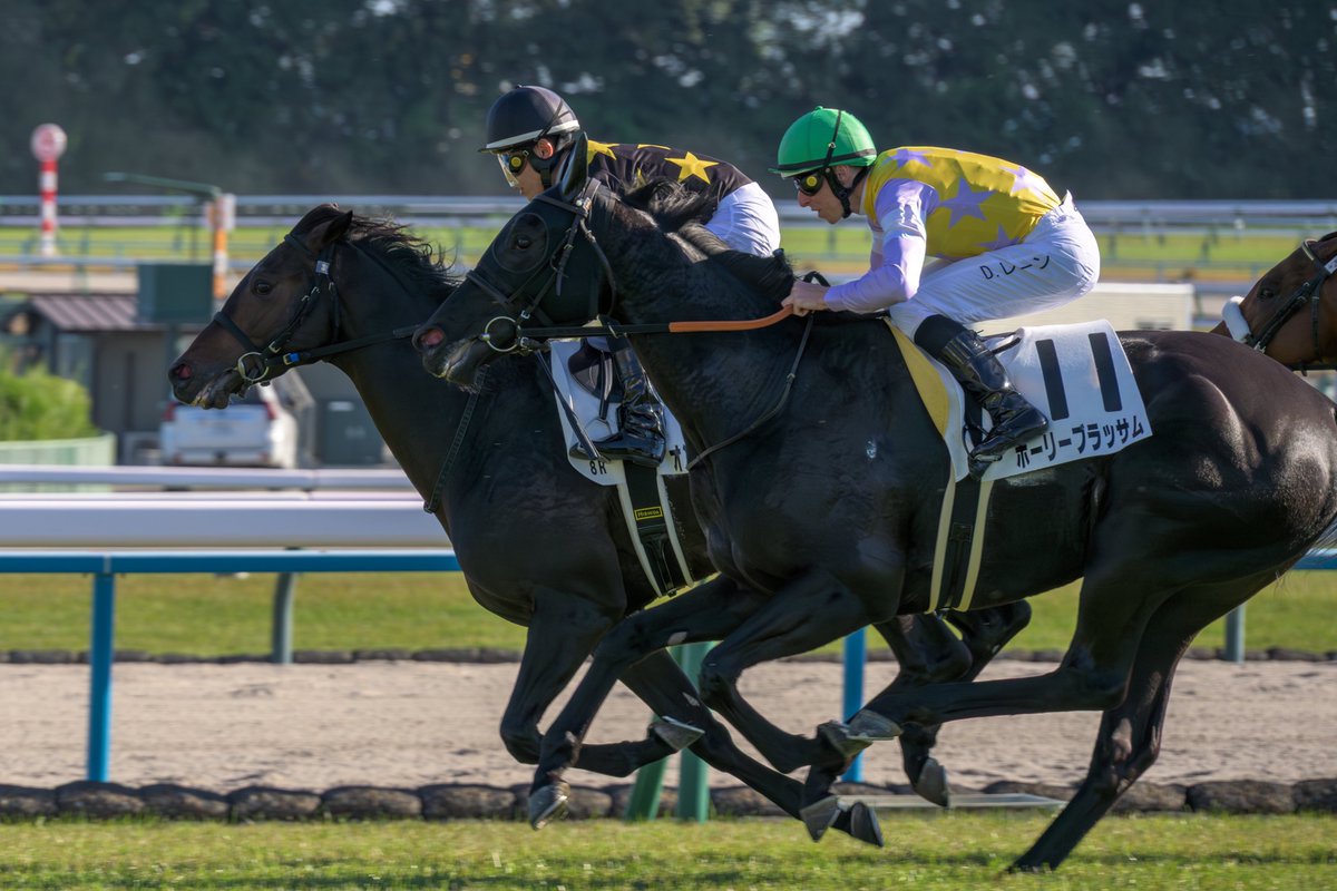 tsukougei's tweet photo. NIKKOR Z 28-400mm f/4-8 VR ×  Z6III        
#Nikon #Z6III #z6iii #Z63 #私とニコンで見た世界 #京都競馬　＃エリザベス女王杯 https://t.co/iO3E4f77jq