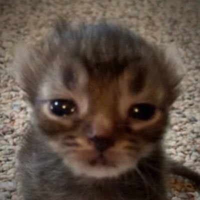 말과 사슴 馬と鹿 tweet media