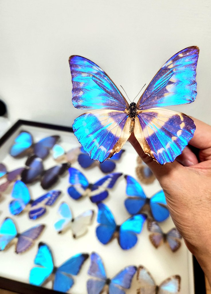 1970年代！！ 50年モノの年季の入ったキプリスモルフォ蝶を森の宝石に