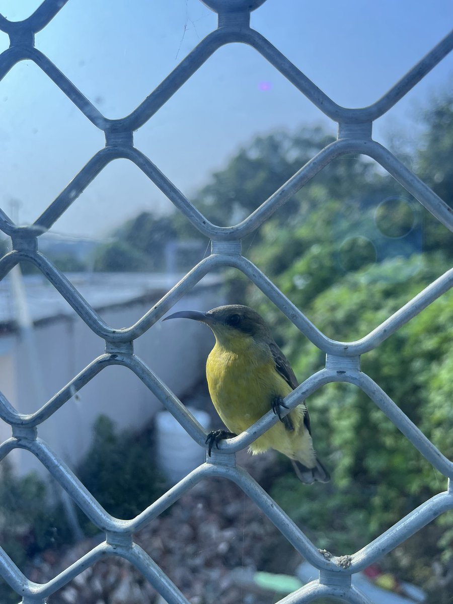 csingh0705's tweet image. आज सुबह सुबह मेरे खिड़की पर ये पक्षी आ कर शीशे पर ठक ठक आवाज कर रही थी ।
इस पक्षी का कोई नाम जानता है तो बताओ ।🤟
#MondayMotivation