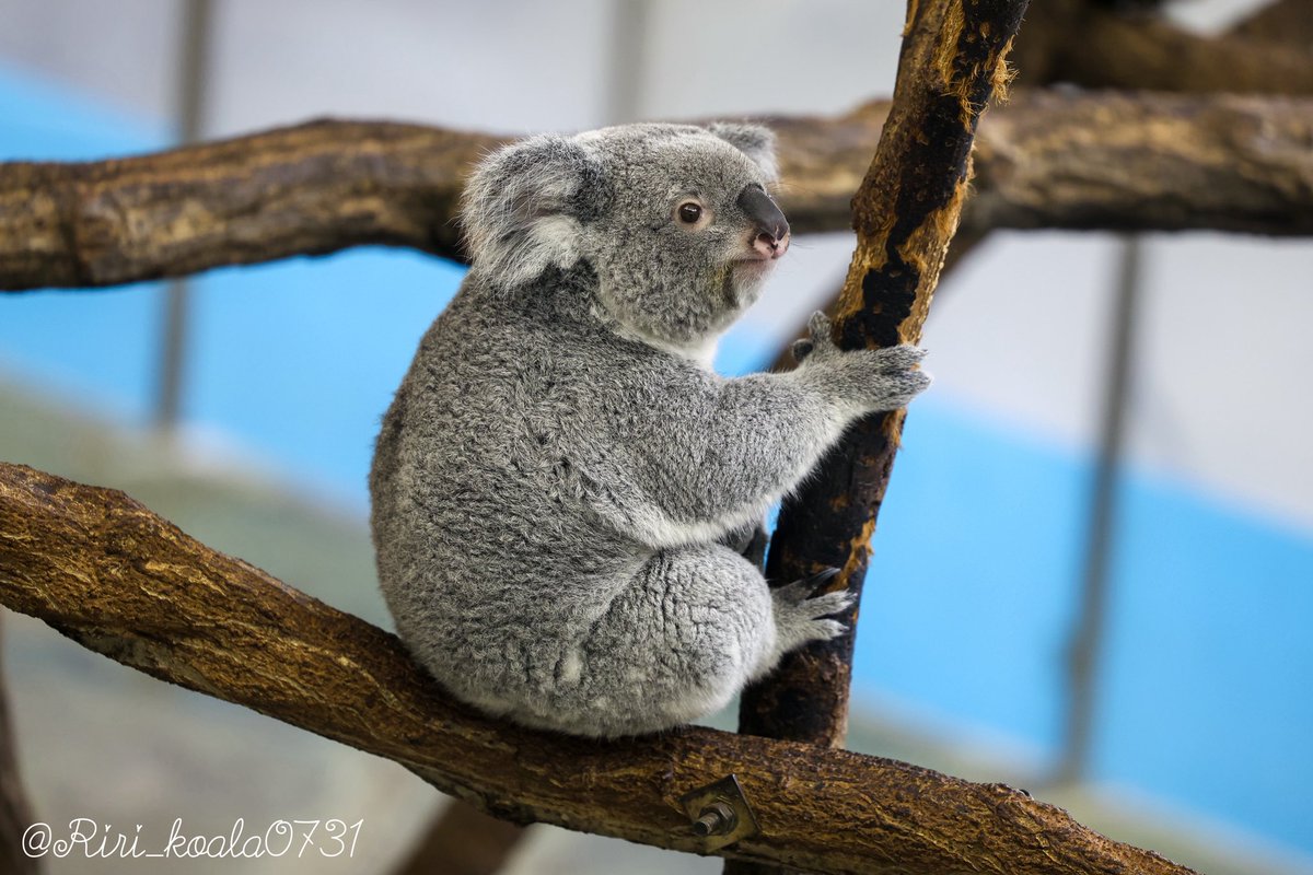 あずま🐨🩵 📷2025.10 #あずま #コアラ #多摩動物公園