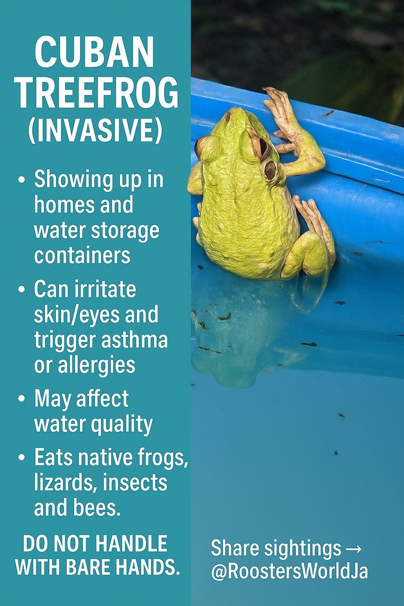 Sightings of the invasive Cuban Treefrogs have increased after the hurricane.
This is mainly because of standing water and other damp conditions created by the storm.

The same measures used to control mosquitoes can also help reduce Cuban Treefrog breeding sites, such as:
