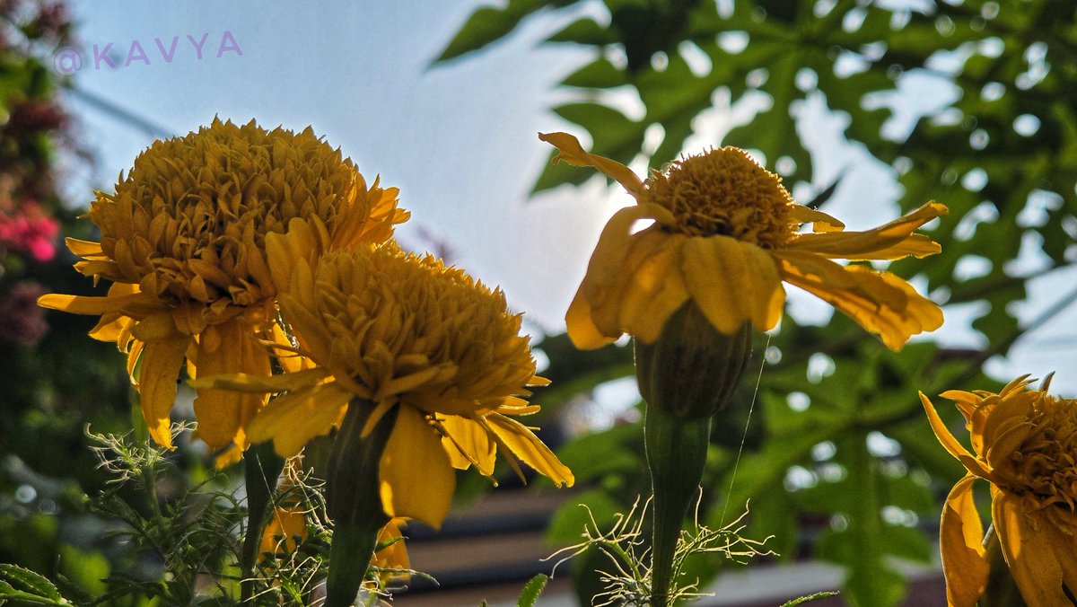 Leaf, flowers and Sun

#theme_pic_India_randomclicks