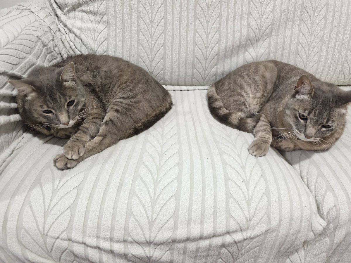 Botmononix's tweet image. Black y Sabbath dormilones