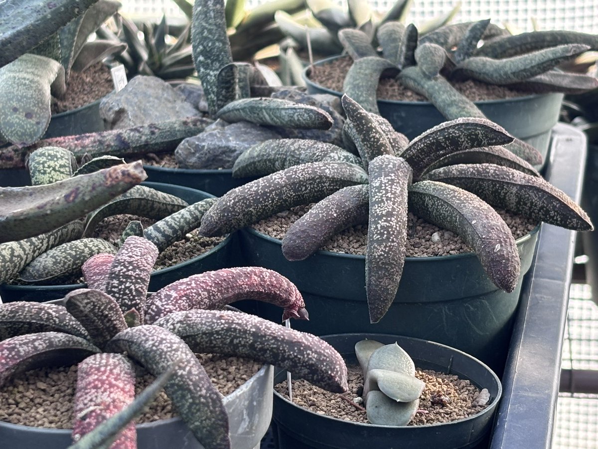 海底みたいでかわいい