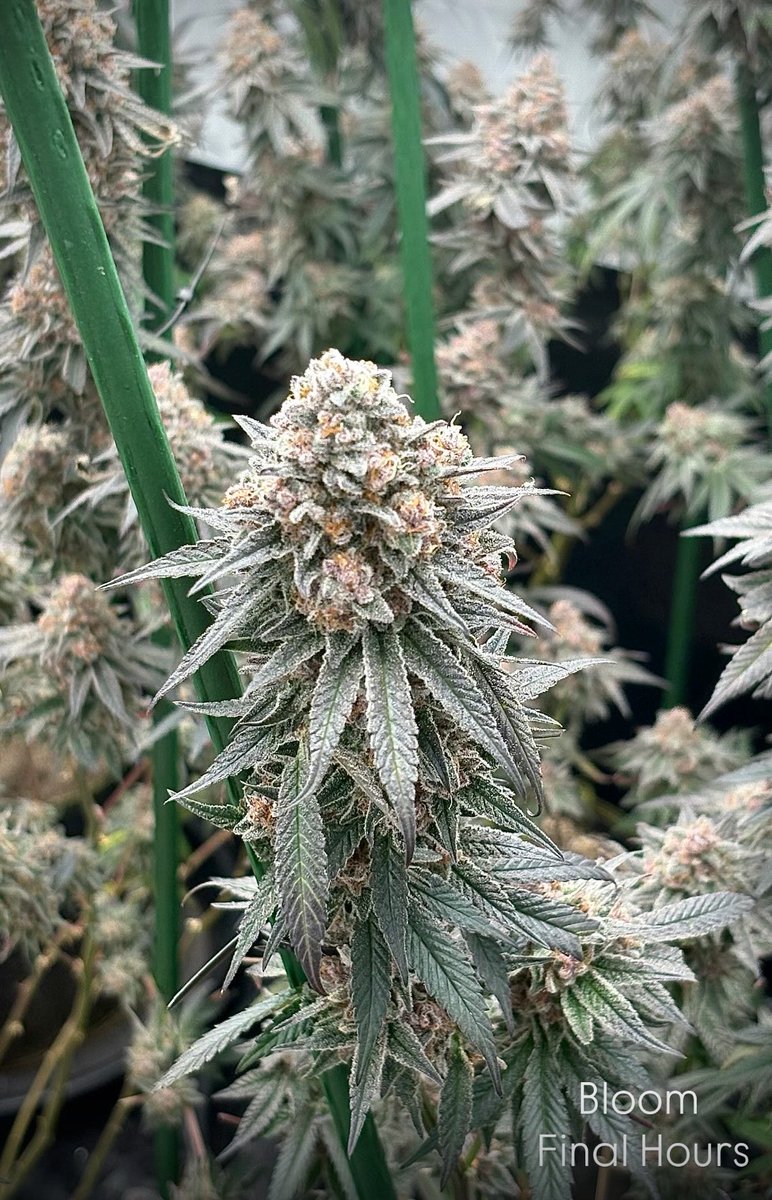 GreenShopLab's tweet image. Super Boof - Bloom Final Hours 

Bred by Blockhead | Mobile Jay
Powered by Lumatek
Fed by Biobizz | Advance Nutrients | Fox Farm | Humboldt County’s Own | Lost Coast Plant Therapy | Aptus 

#GreenShop_Lab #PremiumOrganic #FullOrganic #LivingSoiOrganics #LSO