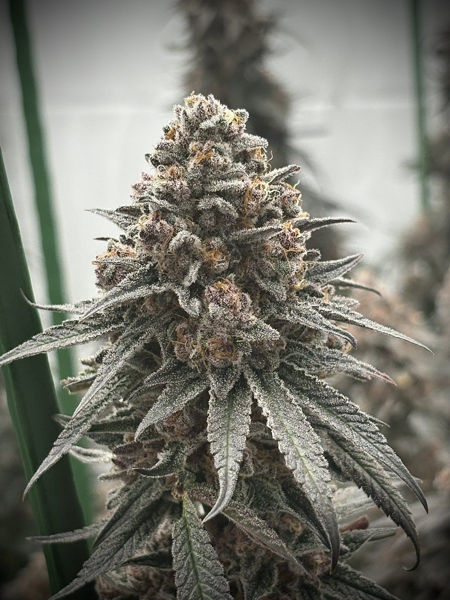 GreenShopLab's tweet image. Super Boof - Bloom Final Hours 

Bred by Blockhead | Mobile Jay
Powered by Lumatek
Fed by Biobizz | Advance Nutrients | Fox Farm | Humboldt County’s Own | Lost Coast Plant Therapy | Aptus 

#GreenShop_Lab #PremiumOrganic #FullOrganic #LivingSoiOrganics #LSO