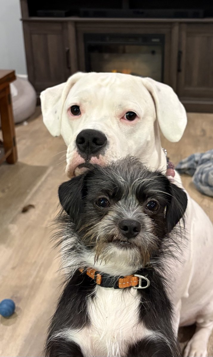 GMaclagan's tweet image. They’re working together now. My days of having a sandwich all to myself will soon be gone.