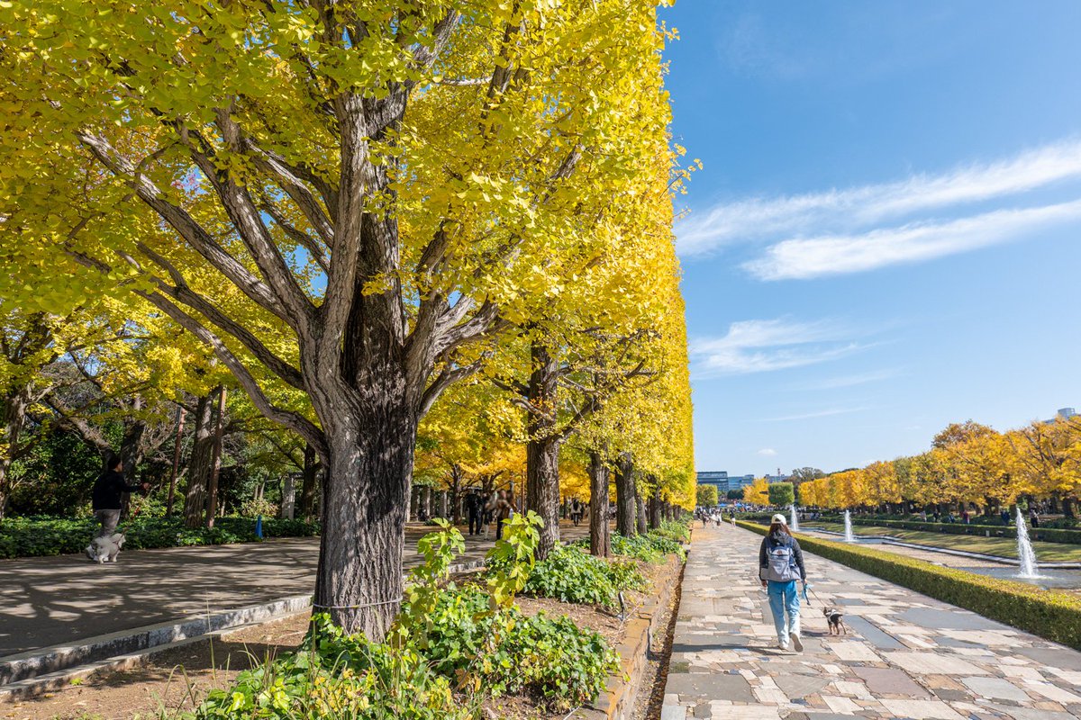 LIVE JAPAN tweet media