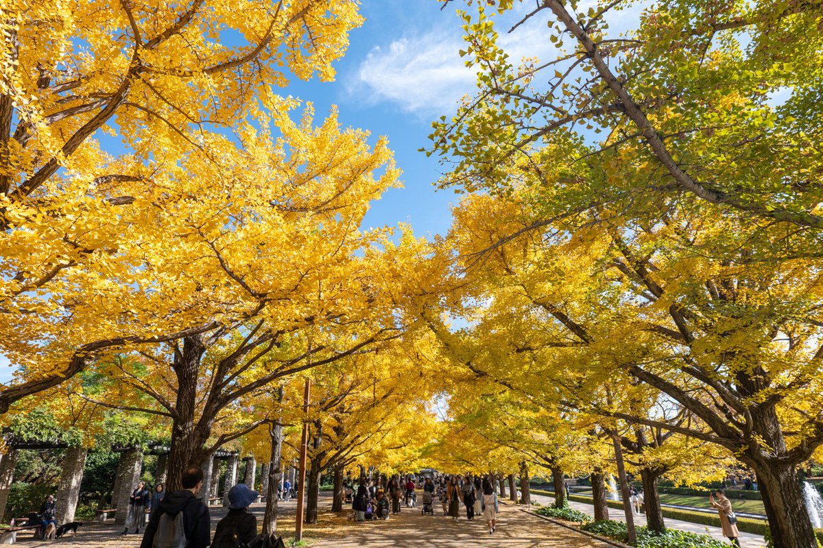 LIVE JAPAN tweet media