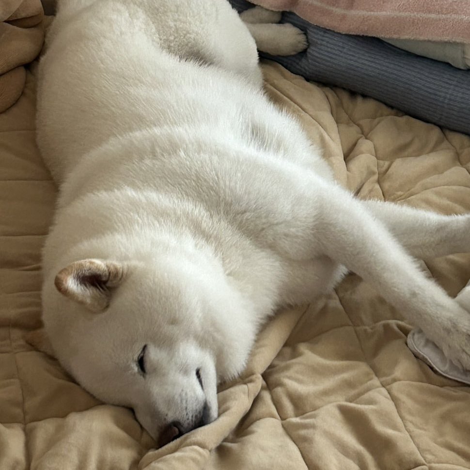 Latte_Shibainu's tweet image. これはパパちゃんのシーツが冬用になったのでひと足先に堪能するラッちゃん。