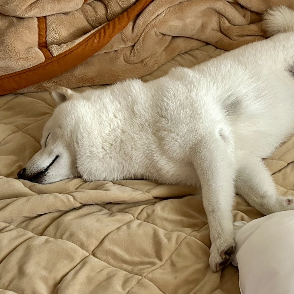 Latte_Shibainu's tweet image. これはパパちゃんのシーツが冬用になったのでひと足先に堪能するラッちゃん。