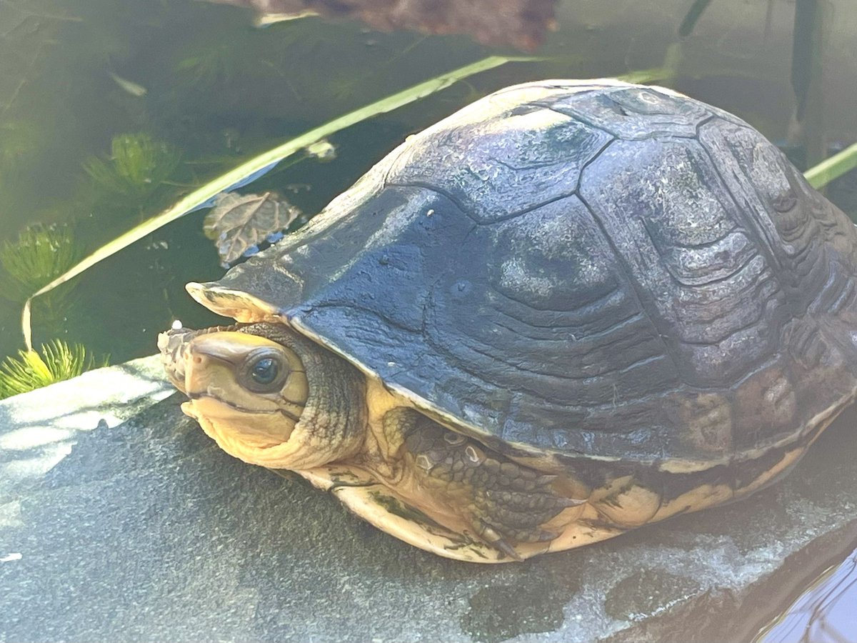 かめぞー (@000kamezo) / Posts / X