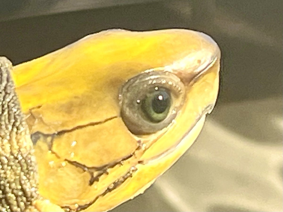 かめぞー (@000kamezo) / Posts / X