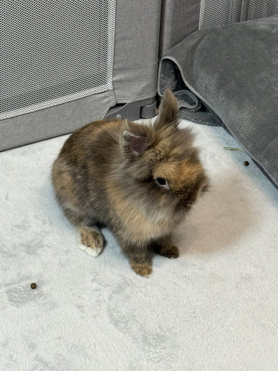 _okarakawaii_'s tweet image. 考えるおから氏🧐

#うさぎのいる暮らし