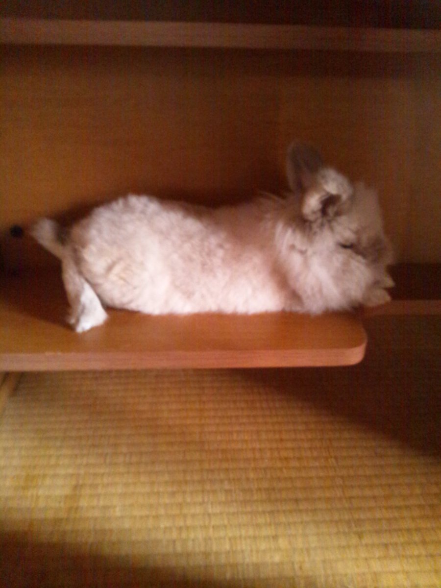 ふと...我が家にもこんな可愛い🐰がいたんだなぁ～と
会いたいなぁ🥲❤