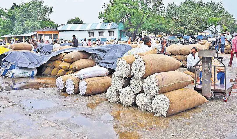 ఆరుగాలం కష్టించి పత్తిని పండించిన తెలంగాణ రైతన్నలు, నేడు కేంద్ర, రాష్ట్ర ప్రభుత్వాల నిర్లక్ష్యం వల్ల మార్కెట్ యార్డుల్లో పడిగాపులు పడుతున్నారు.

కళ్ల ముందే పండించిన పత్తి ఈ చలికాలపు తేమకు పాడవుతోంటే ఆదుకోవాల్సిన కేంద్ర, రాష్ట్ర ప్రభుత్వాలేమో మొద్దు నిద్ర నటిస్తున్నాయి. 

నెల