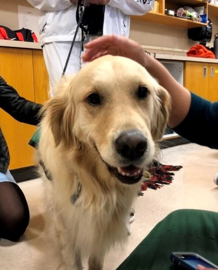 zmgungon's tweet photo. This Tuesday, 11/18, the Therapy PAT Team from the Peninsula Humane Society will bring therapy dogs to the library between 1-2pm! This is one of many activities hosted as part of Skyline's Stress Less Week. https://t.co/Lfwt1xntIZ