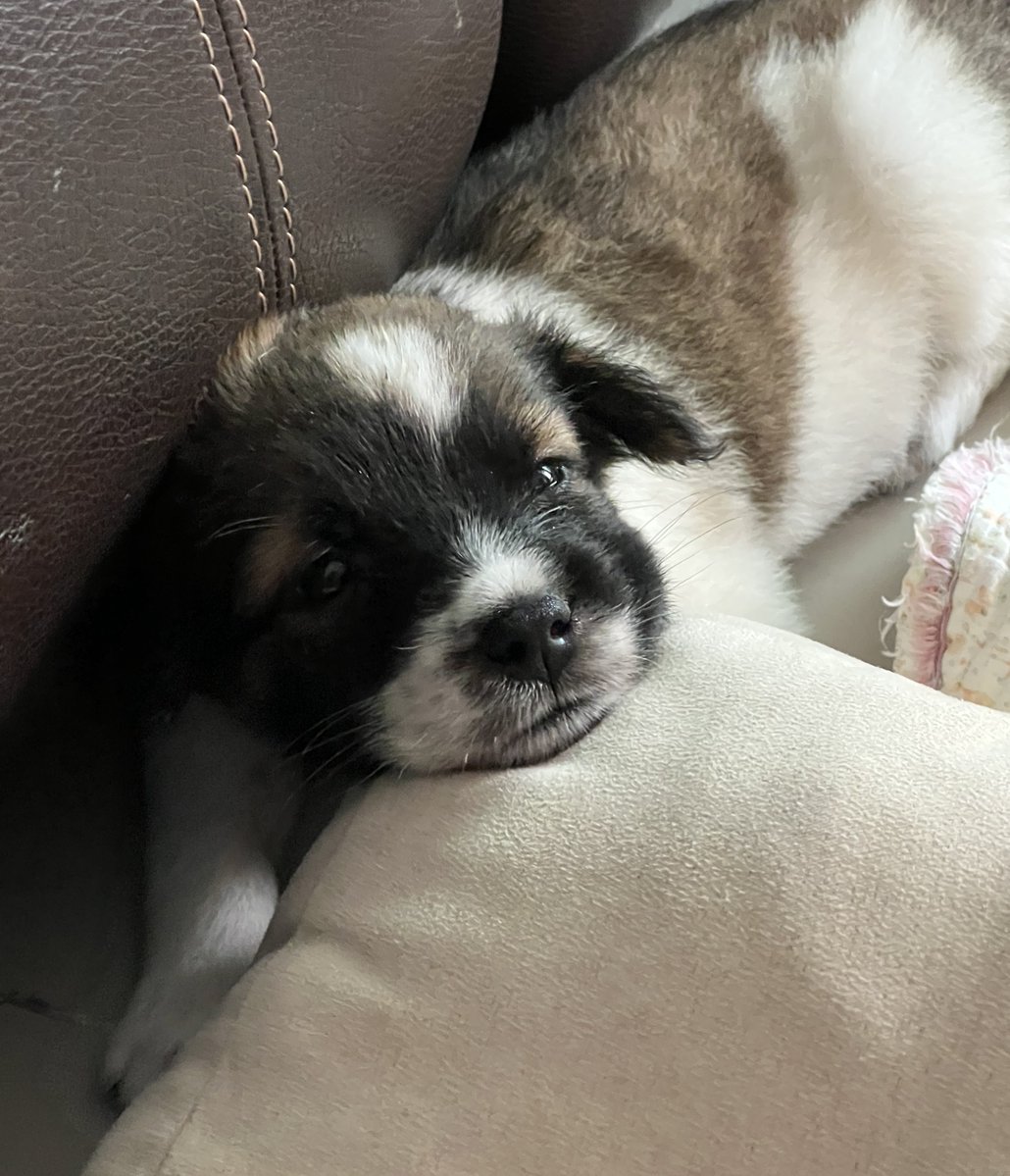 ssweqss's tweet image. กำลังไปทำงาน ไอ้ตัวเล็กนี่วิ่งตามรถ ดูสับสนมาก รอบๆ ไม่เจอแม่หมา ดีที่รถที่มาทีหลัง เค้ามาไม่ไว ไม่งั้นสิ้นชื่อทั้งเอ็งและข้า 😩