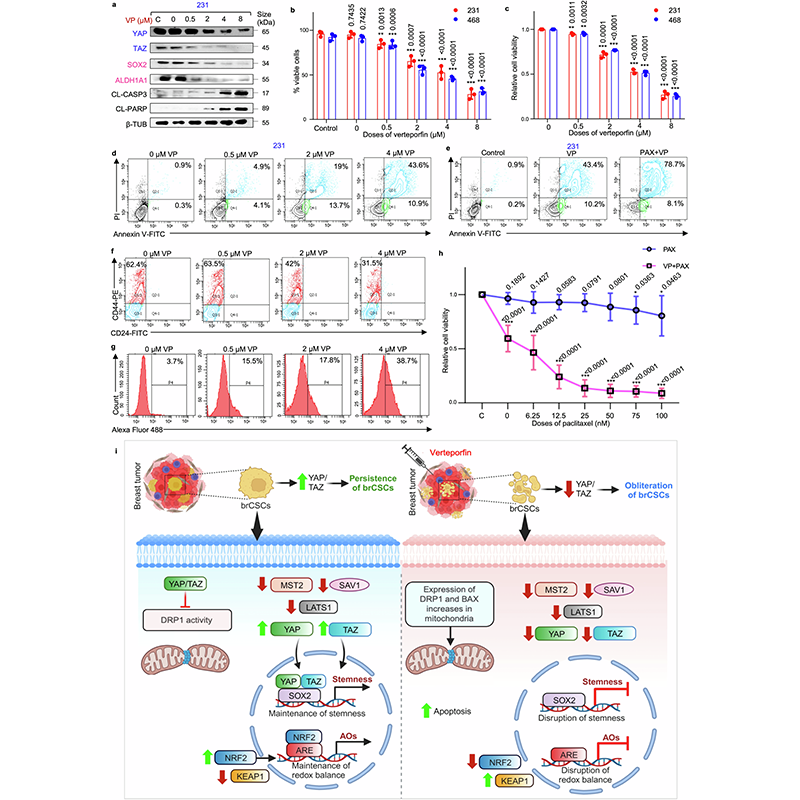 sigtrans_sttt's tweet photo. Silencing YAP/TAZ lowers SOX2 in #Mammospheres, reducing sphere formation and viability, modulating #RedoxHomeostasis, regulating mitochondria, and via DRP1 impairing #OXPHOS to eliminate chemoresistant #brCSCs.

#STTT #OpenAccess: https://t.co/s6Nj7yxfrv https://t.co/MBhQsfA9Hw