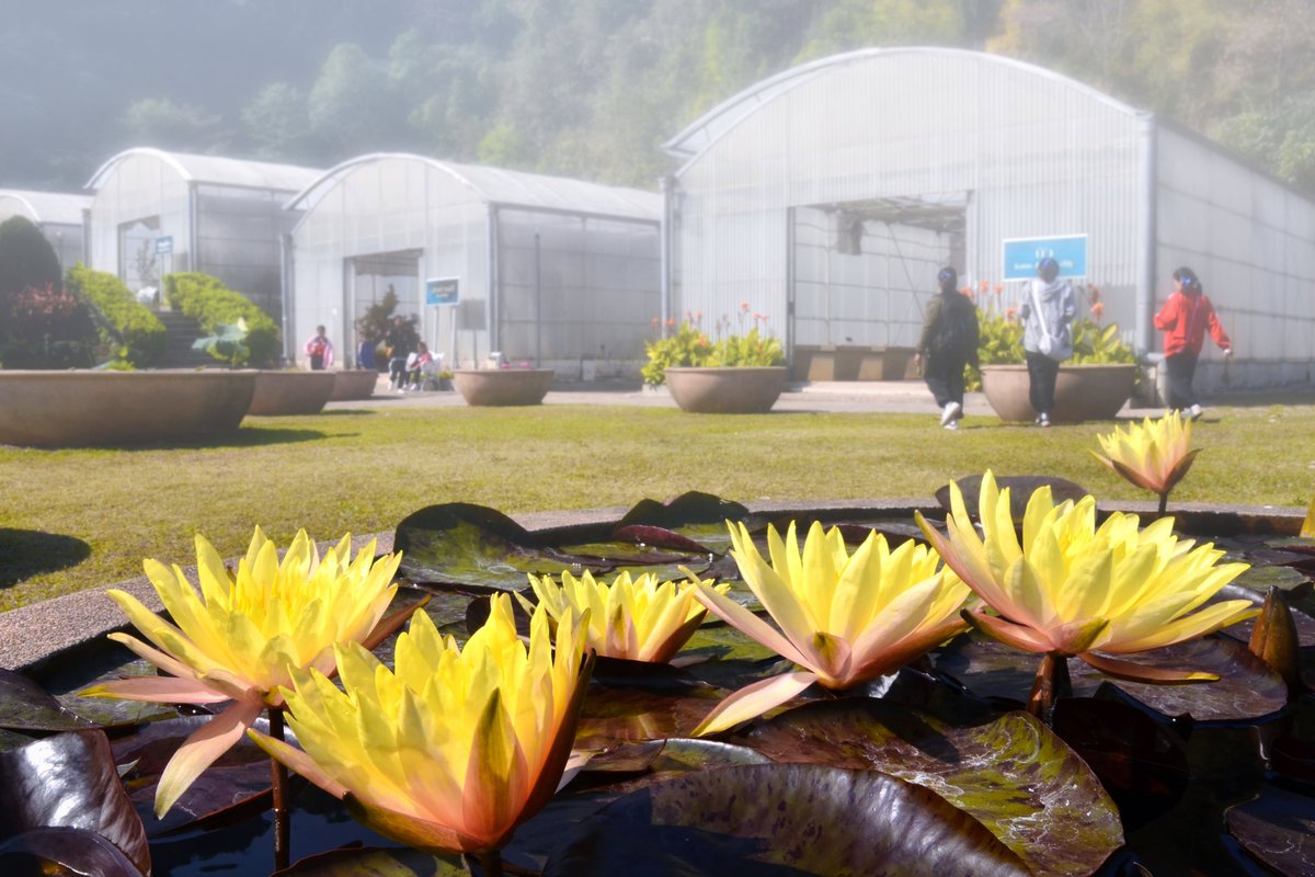 Botanic1234's tweet image. ฤดูหนาวนี้ ......สำหรับท่านที่กำลังมองหาสถานที่เที่ยวสักแห่ง #สวนพฤกษศาสตร์สมเด็จพระนางเจ้าสิริกิติ์ อ.แม่ริม จ.เชียงใหม่ เป็นอีกสถานที่ๆ ไม่ควรพลาด ซึ่งท่านจะได้สัมผัสความสวยงามของพรรณไม้ และอากาศที่เย็นสบายตลอดช่วงฤดูหนาว บนยอดเขาสูง 800 เมตร จากระดับน้ำทะเล