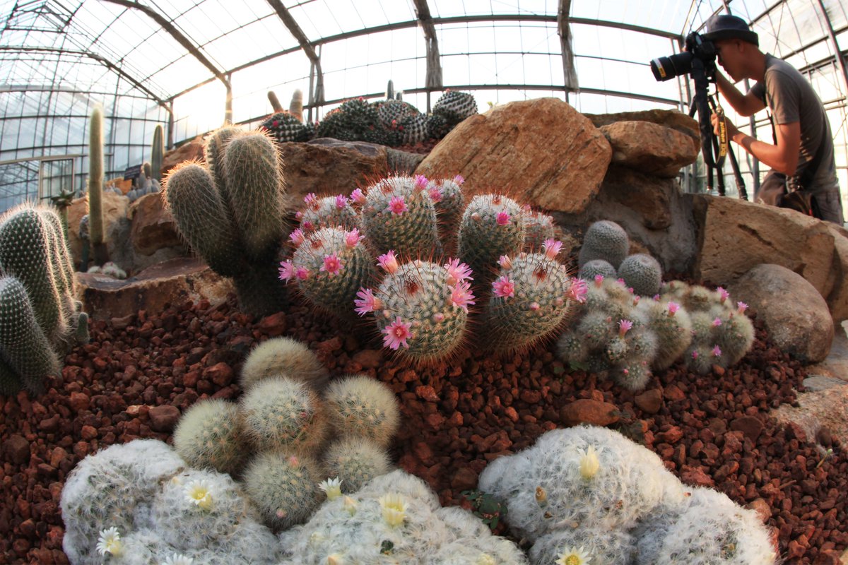 Botanic1234's tweet image. ฤดูหนาวนี้ ......สำหรับท่านที่กำลังมองหาสถานที่เที่ยวสักแห่ง #สวนพฤกษศาสตร์สมเด็จพระนางเจ้าสิริกิติ์ อ.แม่ริม จ.เชียงใหม่ เป็นอีกสถานที่ๆ ไม่ควรพลาด ซึ่งท่านจะได้สัมผัสความสวยงามของพรรณไม้ และอากาศที่เย็นสบายตลอดช่วงฤดูหนาว บนยอดเขาสูง 800 เมตร จากระดับน้ำทะเล