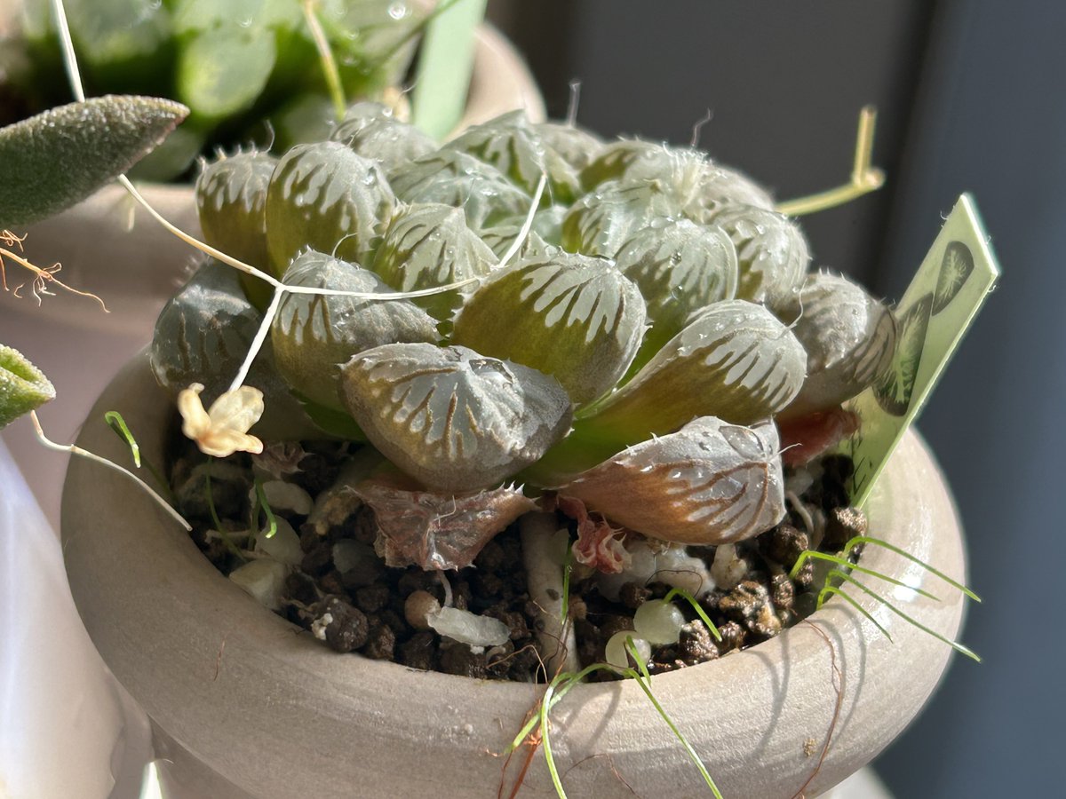 거봉이의 씨앗들이 떨어져서 하월시아랑 동거하고 있다