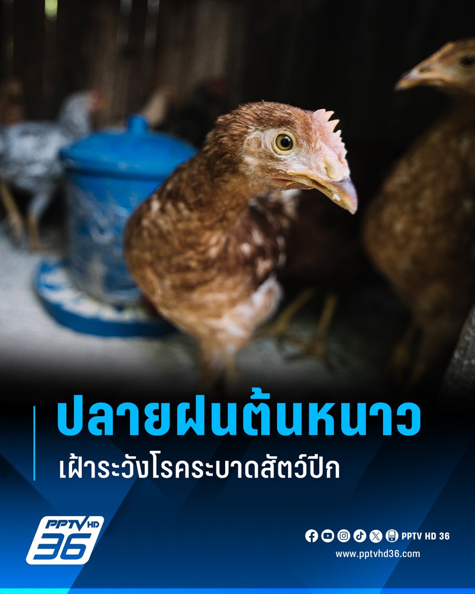 PPTVHD36's tweet photo. รัฐบาลเตือน! โรคระบาดในสัตว์ปีก ช่วงปลายฝนต้นหนาว แนะห้ามกินสัตว์ตายผิดปกติ
.
นางสาวอัยรินทร์ พันธุ์ฤทธิ์ รองโฆษกประจำสำนักนายกรัฐมนตรี เปิดเผยว่า  รัฐบาล โดย���รมปศุสัตว์ กระทรวงเกษตรและสหกรณ์ เตือนเกษตรกรให้เฝ้าระวังโรคระบาดสัตว์ปีกในช่วงปลายฝนต้นหนาว  ซึ่งเป็นช่วงที่เกิดสภาพอากาศที่แปรปรวน ก่อให้เกิดฝนตกหนัก น้ำท่วมขัง และอากาศเย็น��ง ส่งผลกระทบโดยตรงต่อสุขภาพของสัตว์ โดยเฉพาะสัตว์ปีกที่มีความเสี่ยงต่อการติดเชื้อจากโรคต่างๆ เนื่องจากสภาพแวดล้อมที่เปลี่ยนแปลงอย่างรวดเร็วทำให้ภูมิคุ้มกันลดลง เกิดความเครียด อ่อนแอ และเสี่ยงต่อโรคระบบทางเดินหายใจ
.
รวมถึงโรคระบาดที่สำคัญ เช่น ไข้หวัดนก นิวคาสเซิล และอหิวาต์สัตว์ปีก แม้ประเทศไทยจะไม่พบโรคไข้หวัดนกในช่วงหลายปีที่ผ่านมาจากสภาพอากาศด��งกล่าว แต่ยังคงมีความเสี่ยงจากการอพยพของนกจากต่างประเทศ และรวมถึงยังมีการระบาดในต่างประเทศที่เกิดขึ้นอย่างต่อเนื่อง
.
ขอให้เกษตรกรและผู้เลี้ยงสัตว์ปีกเฝ้าระวังและป้องกันโรคอย่างเข้มงวด เช่น ดูแลสภาพโรงเรือนให้เหมาะสม ป้องกันลมพัดโกรก ควบคุมอุณหภูมิให้สม่ำเสมอ หมั่นทำความสะอา��อาหาร น้ำ และวัสดุอุปกรณ์ต่างๆ ป้องกันสัตว์พาหะ จัดการวัคซีนและการถ่ายพยาธิอย่างสม่ำเสมอ
.
เมื่อพบสัตว์ปีกป่วยตายผิดปกติ อย่านําสัตว์ปีกไปจําหน่ายจ่ายแจก หรือนําไปประกอบอาหารโดยเด็ดขาด ให้แจ้งเจ้าหน้าที่ปศุสัตว์อําเภอ อาสาปศุสัตว์ อาสาสมัครสาธารณสุขประจําหมู่บ้าน เจ้าหน้าปศุสัตว์ในพื้นที่ทันที เพื่อจะได้เร่งดําเนินการช่วยเหลืออย่างเร่งด่วน หากมีข้อ���งสัยสามารถติดต่อได้ที่สํานักงานปศุสัตว์อําเภอหรือสํานักงานปศุสัตว์จังหวัดใกล้บ้าน สอบถามข้อมูลเพิ่มเติมได้ที่ สํานักควบคุม ป้องกันและบําบัดโรคสัตว์ (สคบ.) กรมปศุสัตว์ หรือสายด่วนกรมปศุสัตว์ โทร. 063-225-6888 หรือแจ้งผ่าน Application : DLD 4.0
.
อ่านต่อ : https://t.co/OiXaI2KNbg
.
#โรคสัตว์ปีก #ไข้หวัดนก #โรคระบาดสัตว์ปีก #เรื่องข่าวเรื่องใหญ่ #PPTVHD36