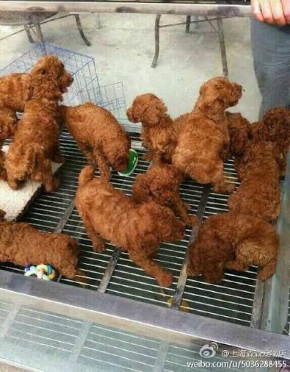 MacOSFinder's tweet image. My fat ass thought this was fried chicken 😂😂