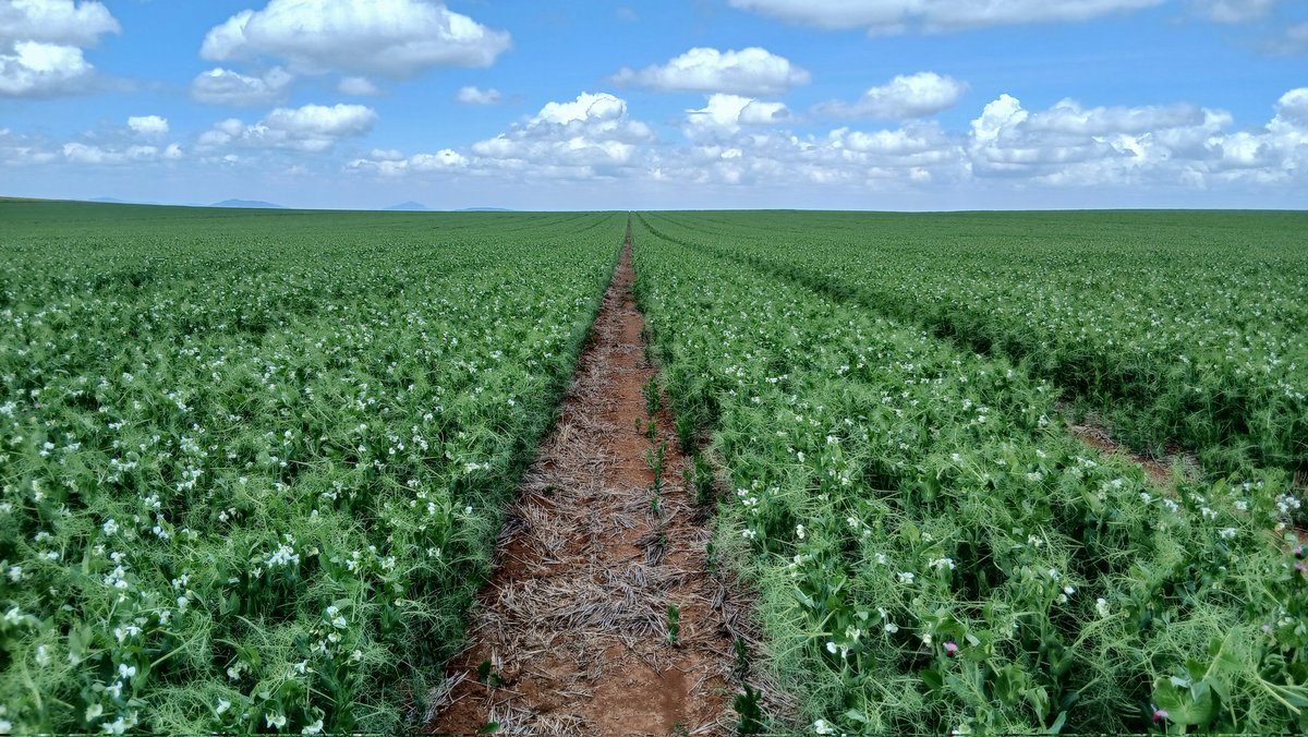 Kenya_Agron's tweet image. Peas looking good but there is definitely Ascochyta building up in the lower nodes. 
Using AI to look through our data sets, August and early September sown crops are at highest risk of developing high levels of Ascochyta, particularly where aggressive post em herbicides are…