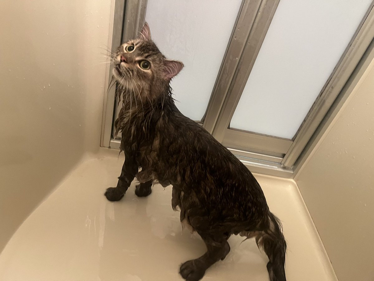 ロイくん🩶サイベリアン (@siberian_roy) / Posts / X