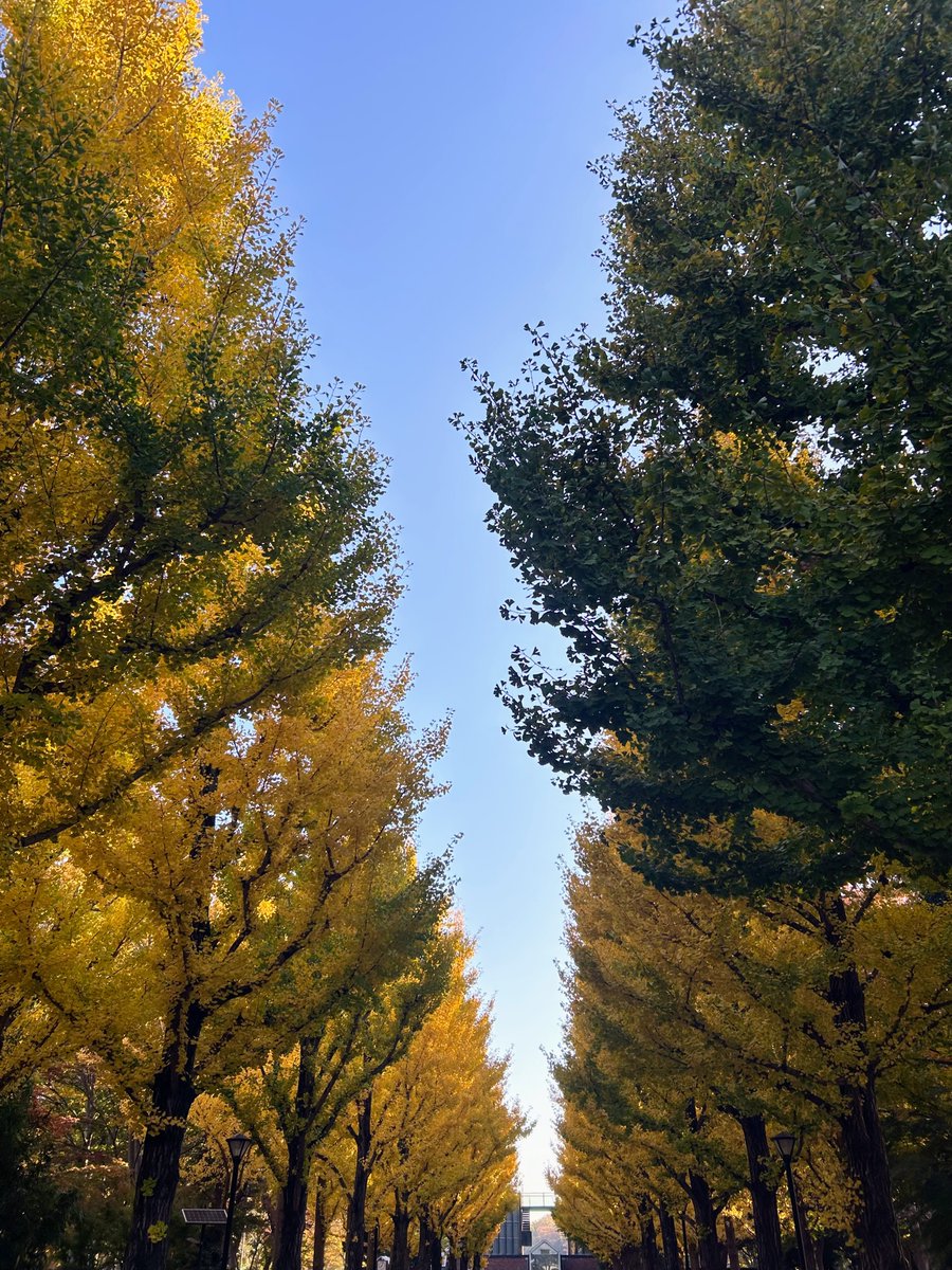 fm_tsukuba's tweet image. 今朝の洞峰公園の銀杏並木です！