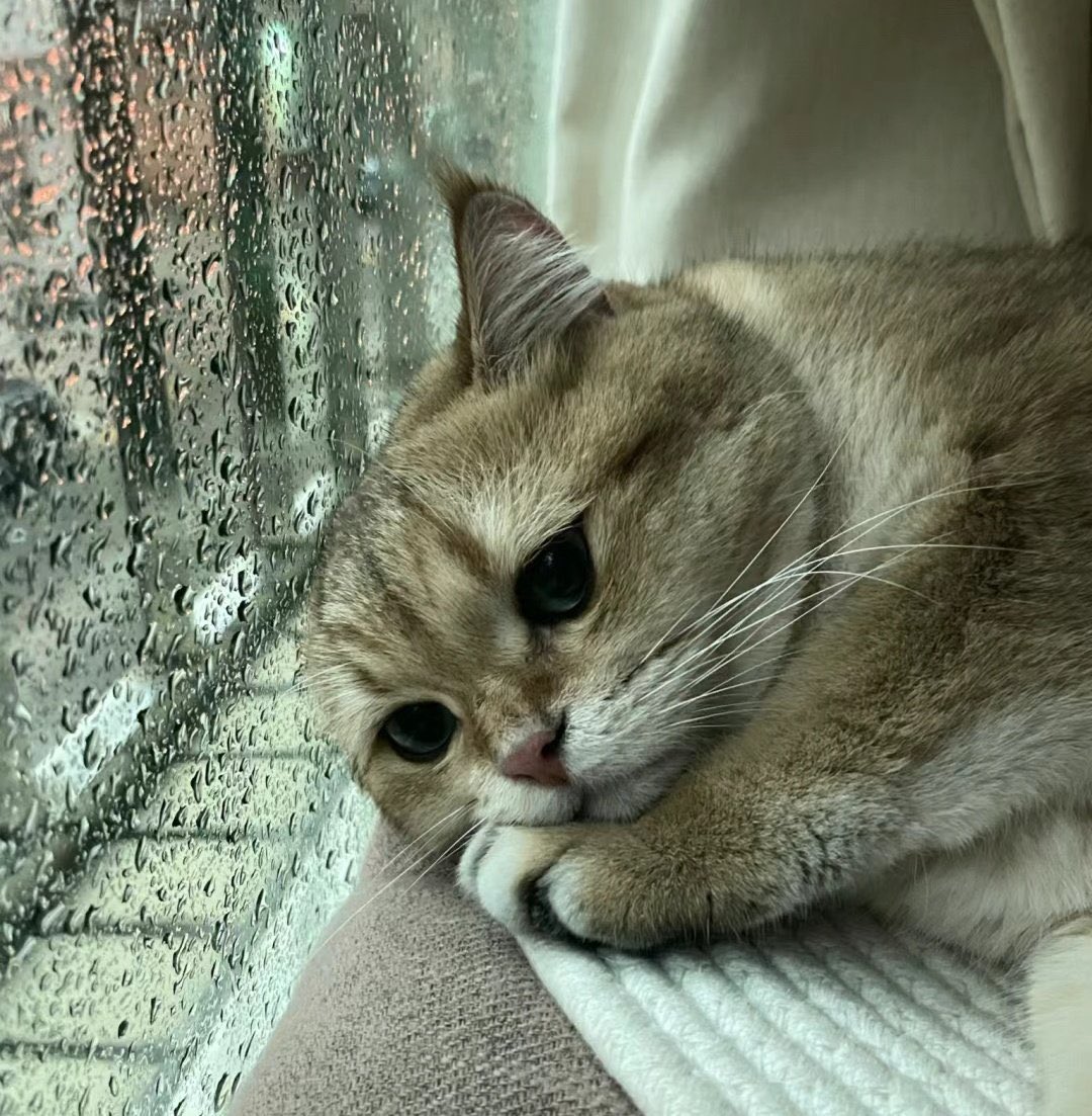 nocontextscats's tweet photo. Overthinking https://t.co/ss0f0FKsbq